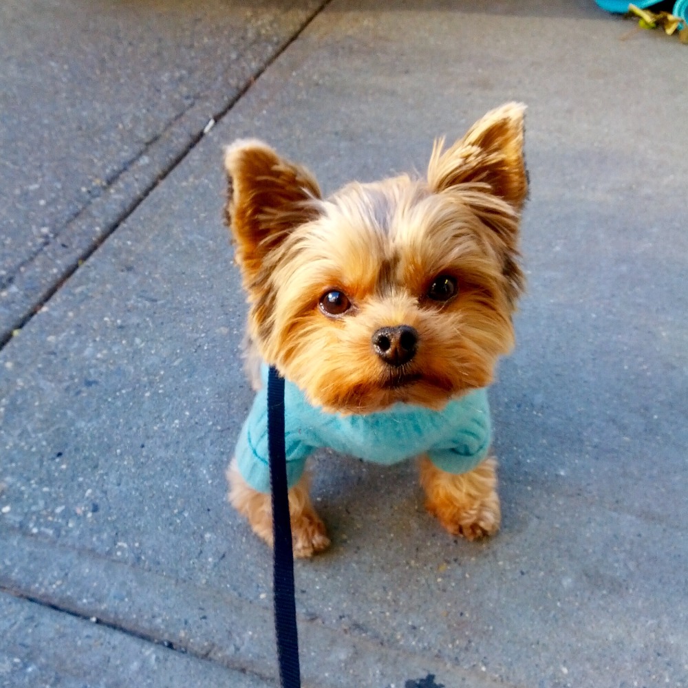 Meet your Posher, Milena